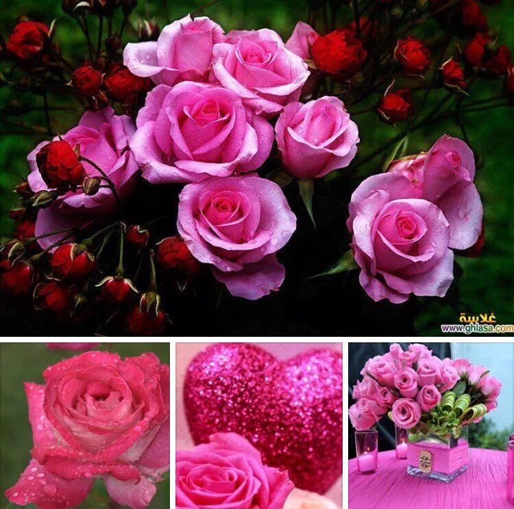 مسآء عذب مثل رو احكم 

مسائكم ورد