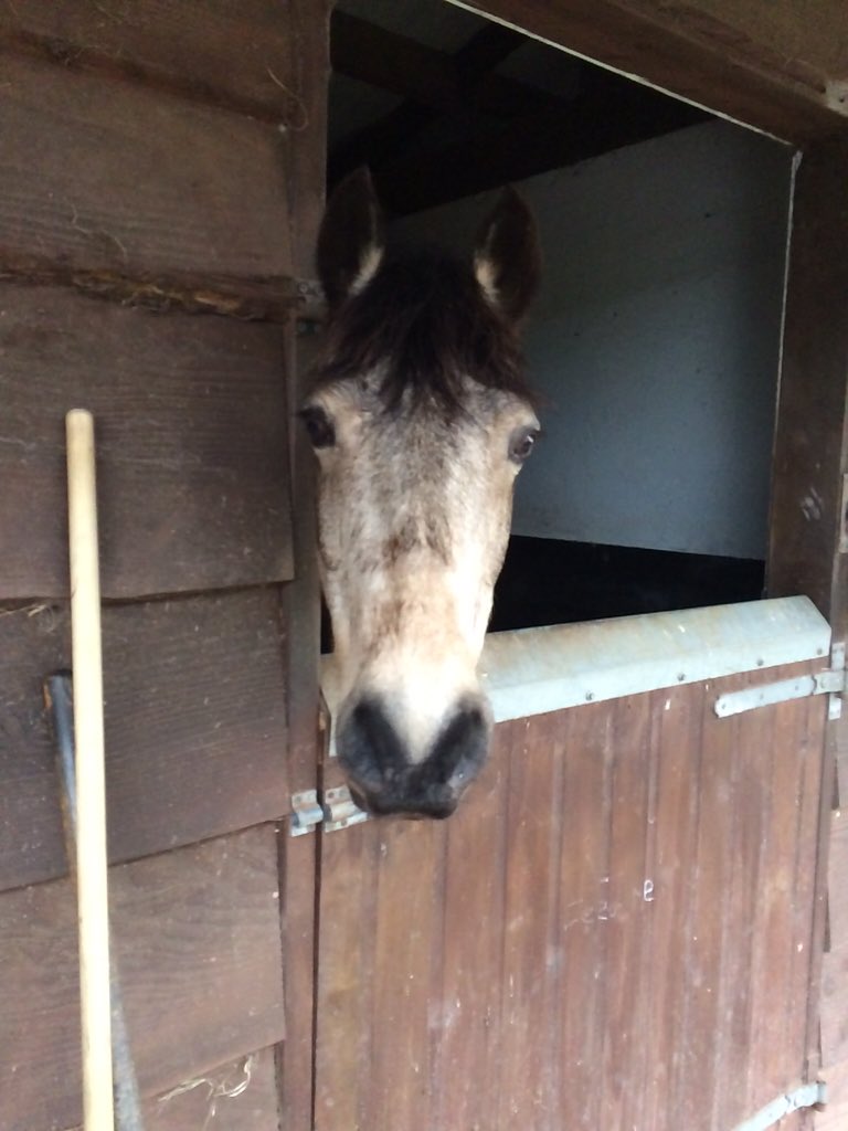SarahJayne15's tweet photo. Possibly the most nosey pony out there!! Always wants to know what's going on #cheekymonkey https://t.co/UL0wJaf4rR