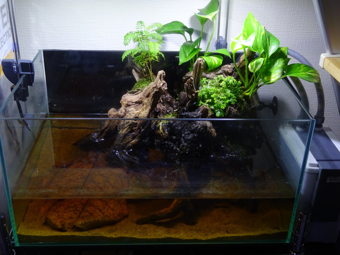 せっきー 渓流の雨男 Auf Twitter パントドン水槽 まだ生体は導入してません とりあえず形を作ろうかなと T Co 1hqsrpxfpb せっきー 渓流の雨男 Auf Twitter パントドン水槽 まだ生体は導入してません とりあえず形を作ろうかなと T Co 1hqsrpxfpb