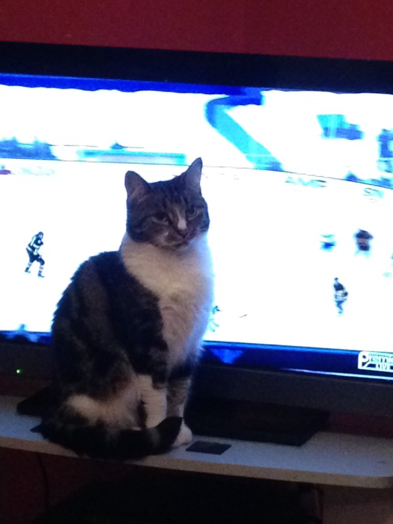 RosProvan's tweet image. #winterclassic #catproblem