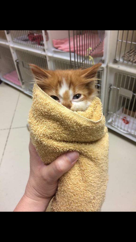FullCatHouse's tweet photo. it's a purrrito https://t.co/Xi4WS9StvC