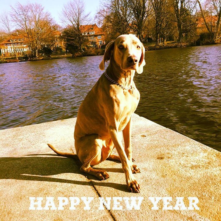 Fellnett's tweet photo. Happy. #Fellnett #dashatersichverdient #pfoetchenreingluecklichsein #hundehandtuch #dogs #pfotenbeutel https://t.co/mdEhwDf4uc