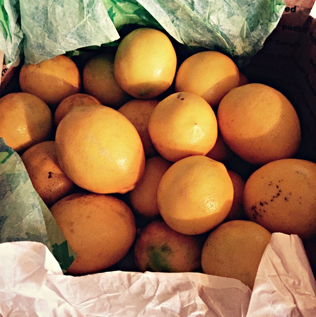 GrowForCookFerm's tweet photo. Updates and Recent Happenings: Happy Birthday! - https://t.co/kyLanGAW1G #meyerlemons #marmalade #chaitea https://t.co/gR8Fa5b1BF