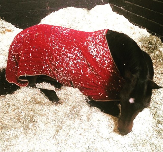 Bestie having a well deserved lie in #NewYear #2016