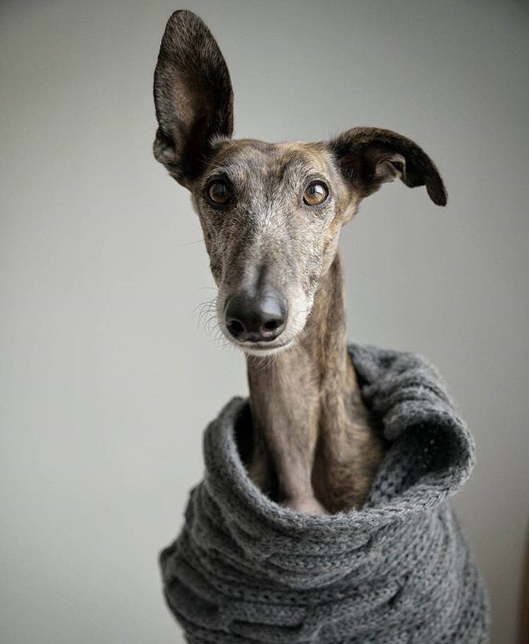 My NewYears resolution? To wake up looking this fabulous everyday! #happy2016 instagram.com/p/__nDgUkaFe/ #rayitoelgalgo