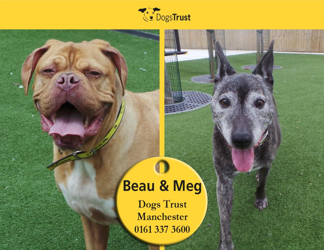 Dogs Trust 💛🐶 tweet media