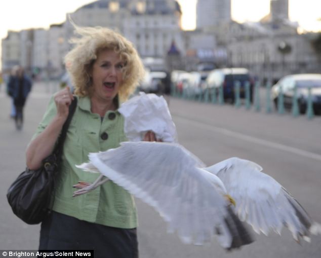 stevenseagull4's tweet photo. Break yo' self fool!!! #OneBadGull https://t.co/oBWzoBiDxZ