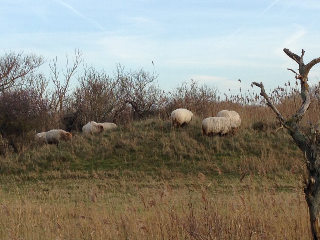 HNY! Heerlijke nieuwjaarsdag #2016 genieten v fietstocht <a href="/Meijendel/">Meijendel</a>  <a href="/DWZ/">Denise Woernle</a> prachtig natuurgebied met kudde schapen