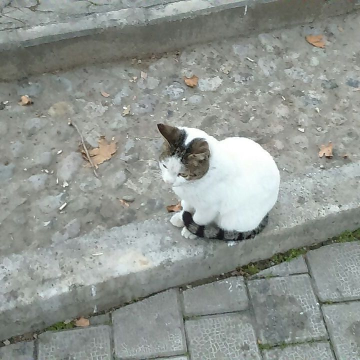 Chatchatcatcat's tweet photo. #iran #tehran #tehranpic #ig_tehran #cat #cats #cute #cutecats ##animals #animal #park #beautiful #instacat #instap… https://t.co/Obxjwbq85s