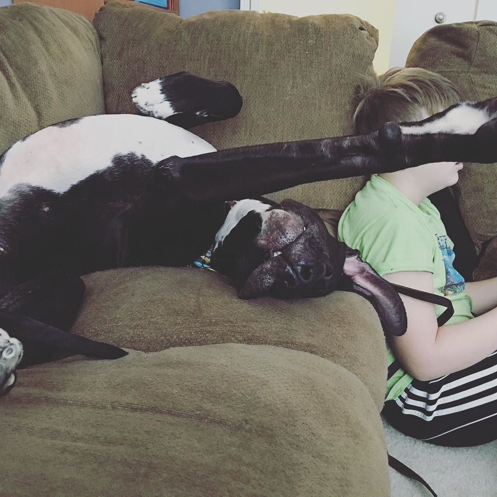 TattooedBacon's tweet image. It’s how he likes to sleep. #greatdaneproblems #greatdane