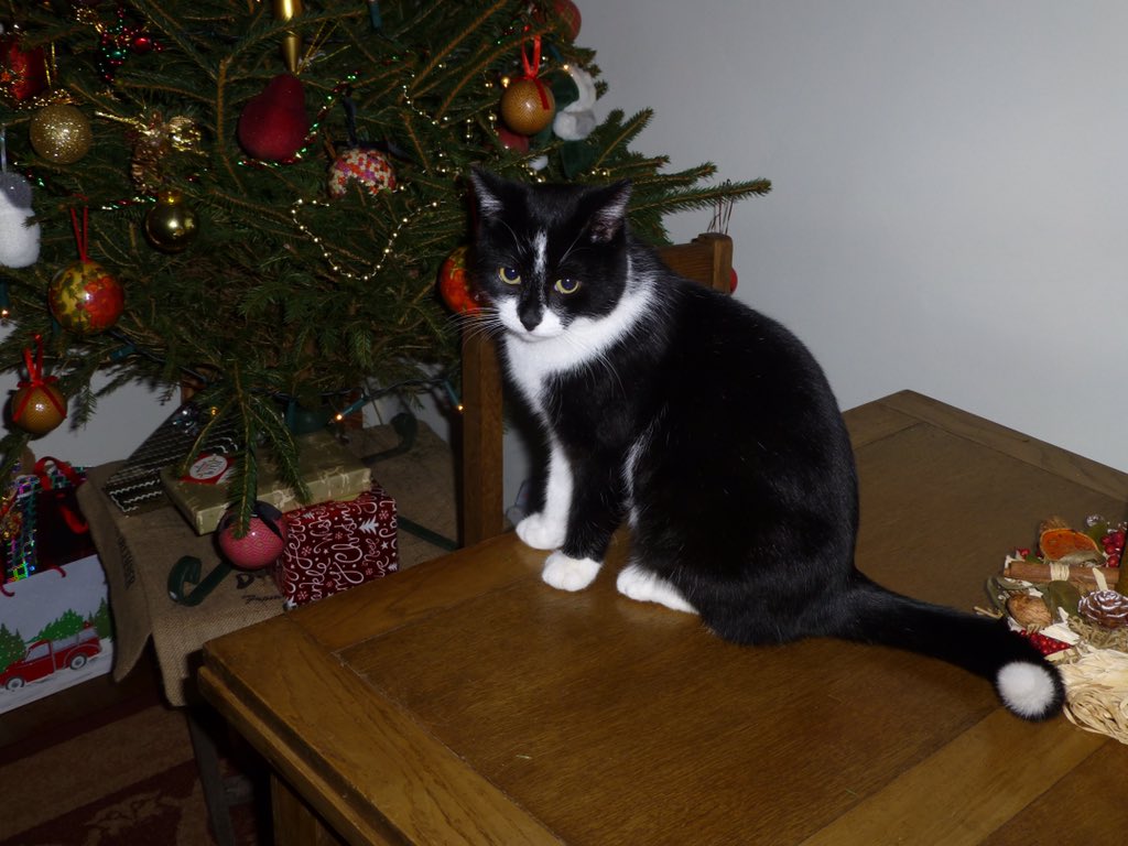 RSPCASutton's tweet image. Happy 2016 from all of us at the Sutton branch and Freddie here, who we helped to find a loving new home in 2015.