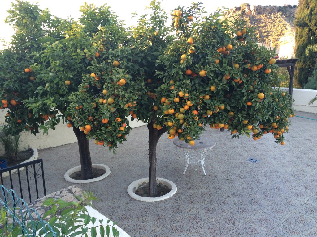 terribeale's tweet photo. Marmalade will be good this year bumper crop https://t.co/w5JlAoRvZz