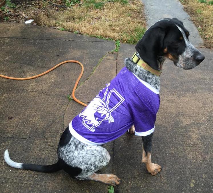 Sorry <a href="/Vol_Football/">Tennessee Football</a> fans, Smokey's cousin Belle part of <a href="/NUFBFamily/">Northwestern Football</a> for today's @outbackbowl. Go #B1GCats!