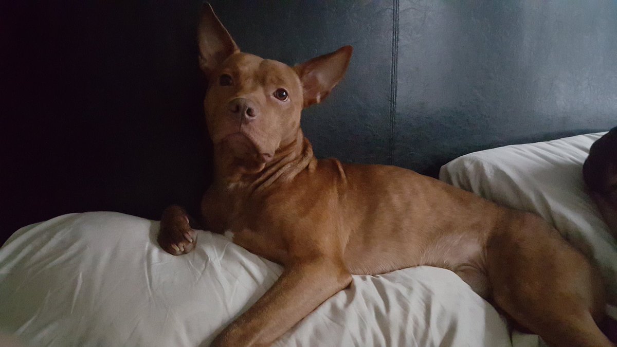 BthebestucanB's tweet photo. First thing to see upon waking in the #NewYear ! #HappyNewYear #puppylove #pittyfull #rednose https://t.co/6vxpSN3tLS