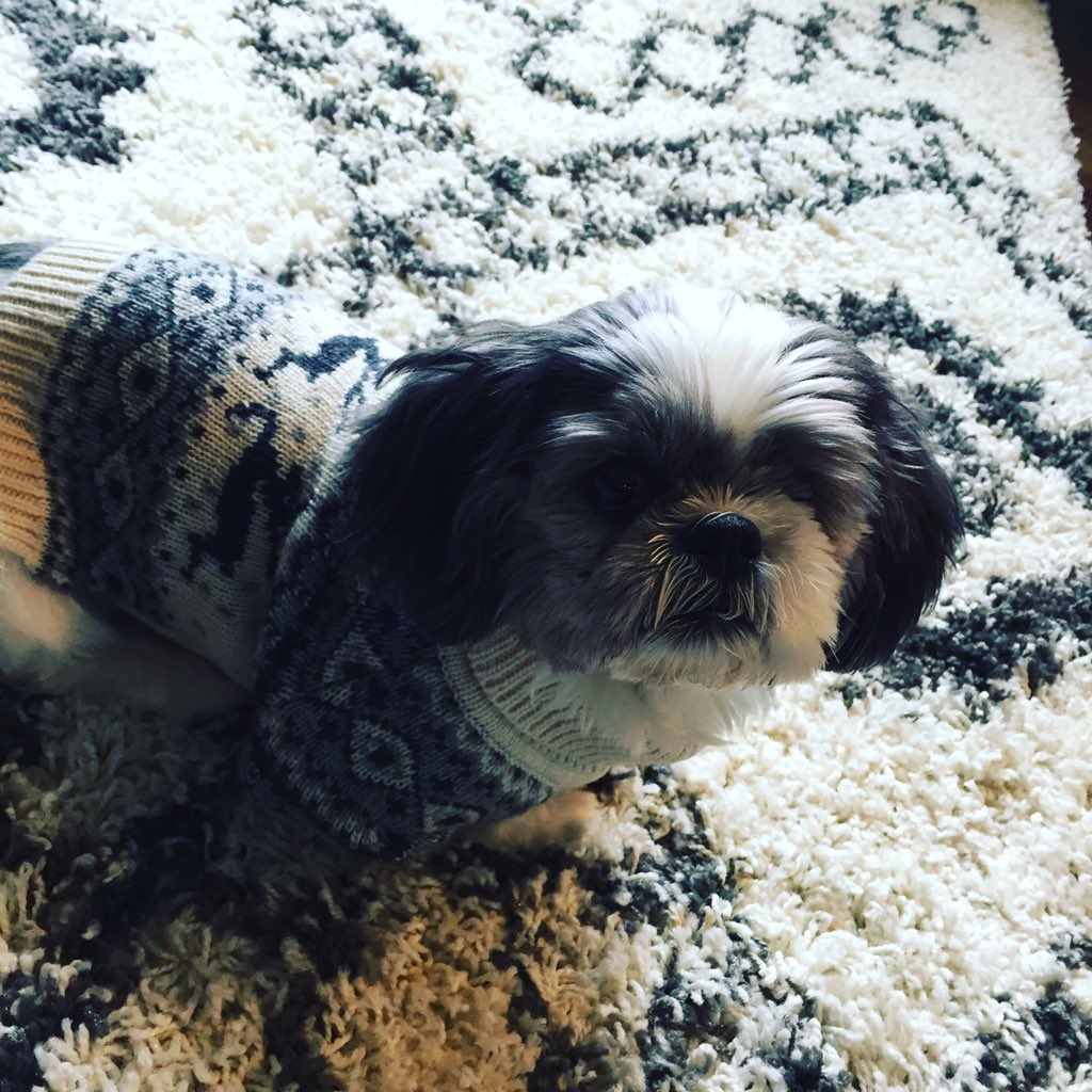 Channing_TV's tweet photo. .@Oreo_CookieCake says happy new year! https://t.co/0OV3vMbknH