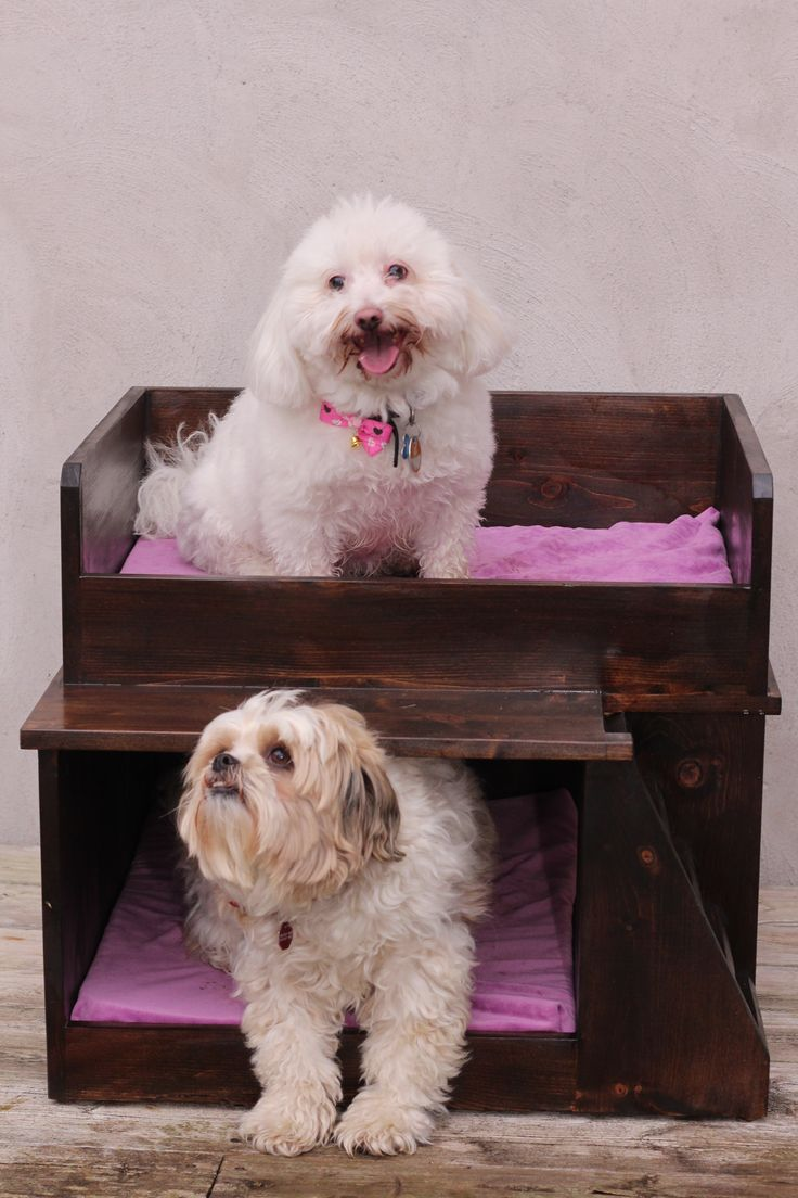 BronsonBeds's tweet photo. #bestofbothworlds #cute #rescue #dogs and beautifuls beds! #Toronto #BronsonBeds https://t.co/4PmQaS7LZJ https://t.co/GMZ3rBZy6N