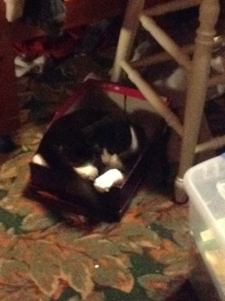 SassMasterSimon's tweet image. Milo really took to the box. #Milo #CodeBox