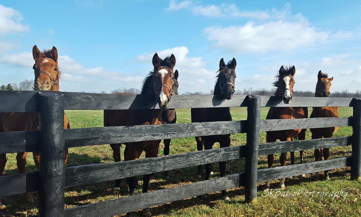 SKBakerphoto's tweet photo. #HappyBirthday to Northern Hemisphere babies @horseracinghl @ABRLive @BloodHorse #HappyNewYear #kentucky #allgrownup https://t.co/xbjCQd99tt