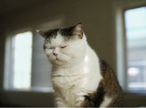 笑えるねこ画像 Nekotyaaaaaaan Twitter 笑えるねこ画像 Nekotyaaaaaaan Twitter