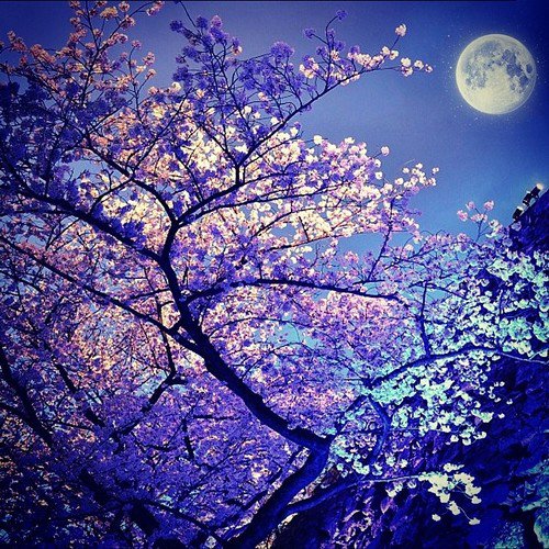 꽃봇 (@blossoms_bot) on Twitter photo 