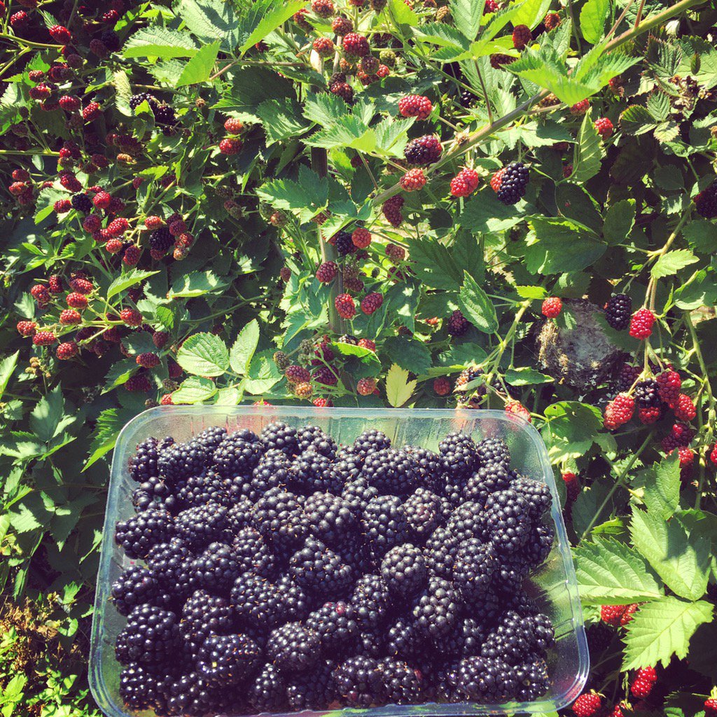 So many blackberries!! Loads ready for punnets and even more ripening on the bushes! #marketday #comeandgetsome