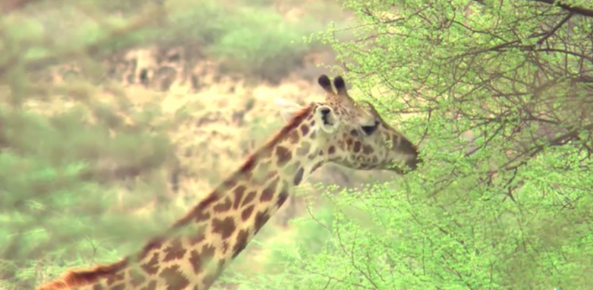 #Healthy tips from #animals, because have you ever seen a fat #giraffe? bit.ly/1YlwHTK