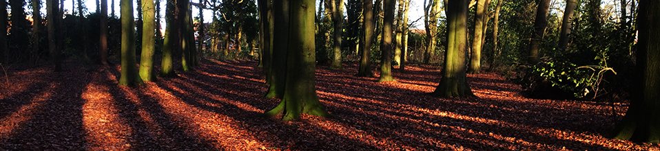 Cover photo for John New - looking for the wood behind the trees!