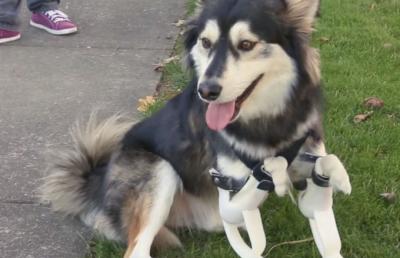 Awesome Dog Gets Some Awesome 3D Printed Legs Because Technology Is Awesome complex.com/pop-culture/20…