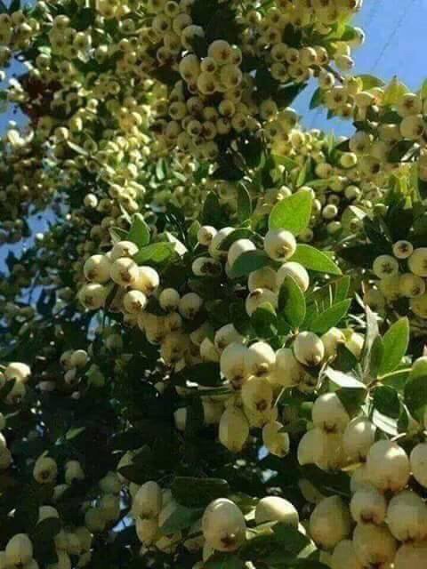 هذه احدي الاعجوبات وهي شجرة جوافه ثمرها اكثر من ورقها والسبب ان صاحبها يتصدق سنويا بنصف ثمرها علي الفقراءسبحان الله