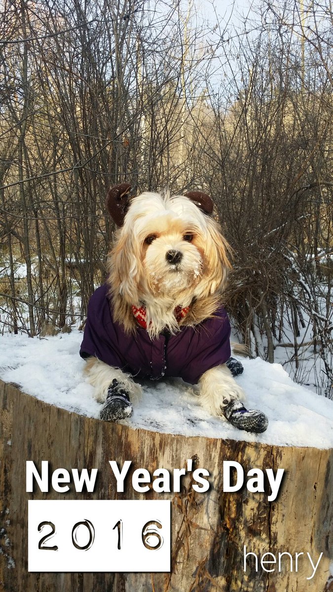 henrythemorkie's tweet photo. Enjoying the first day of 2016!

#dogsoftwitter #dogisgood #newyearsday #morkies #doglovers https://t.co/xGUYqwMrHm