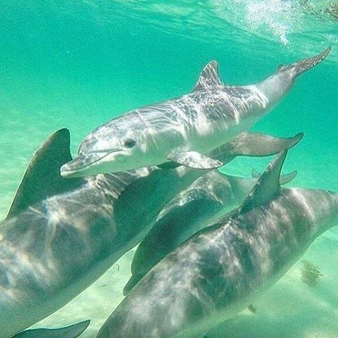 Head to the seaside town of Rockingham where you can swim with these cuties! [Pic: tesshowson/IG] #thisisWA