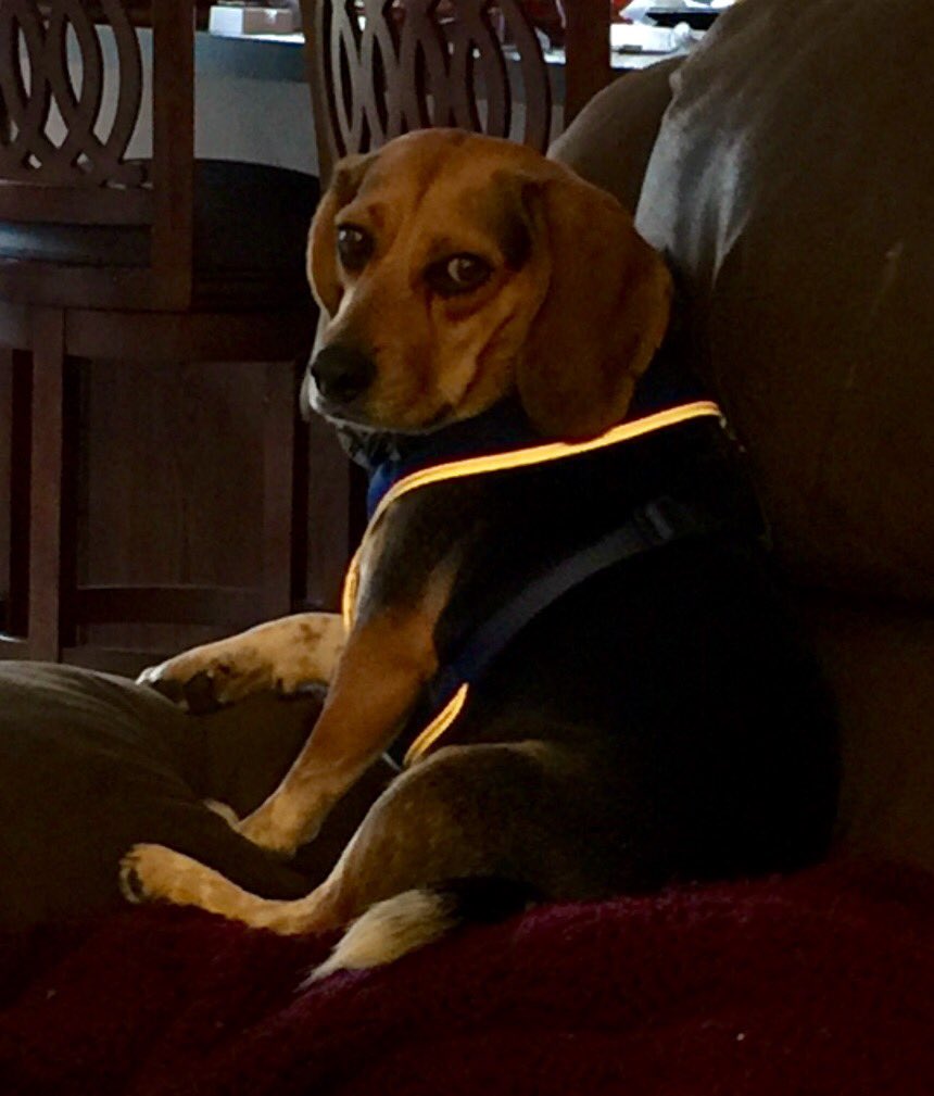 corythebeagle's tweet photo. New reflective harness means I can keep an eye out the window at night-To be sure Cory doesn't dig holes! #notcory https://t.co/HebWDITX5e