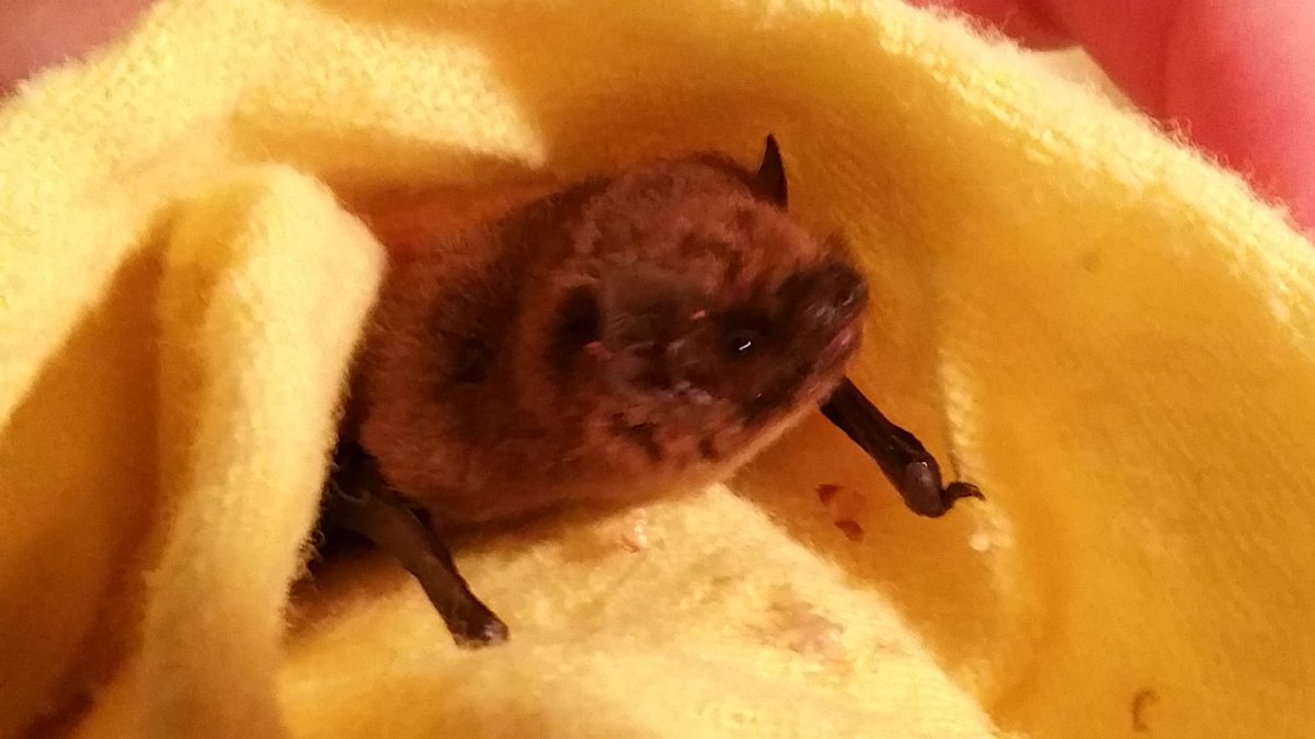 BSEbatrescue's tweet photo. Mrs Bat from Great Livermere, admitted yesterday. Underweight and, incredibly, heavily pregnant. #bats #warmwinter https://t.co/ZdPLkxg5wn