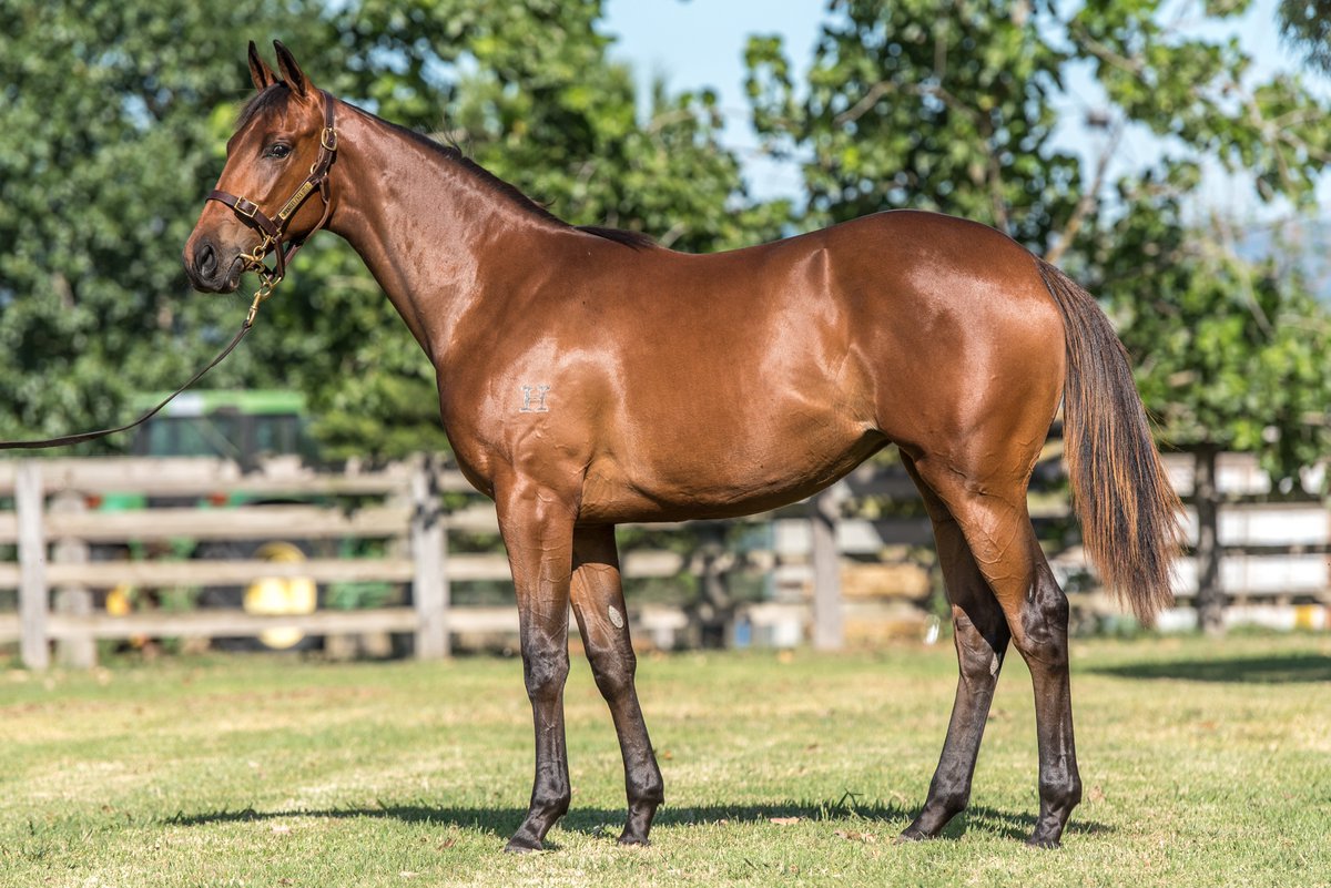 0414station's tweet photo. Magic Millions Lot 1009 - Isadora/I Am Invincible - 1/2 sister to impressive Hong Kong winner Malmsteem. https://t.co/wlgcfs5WBN