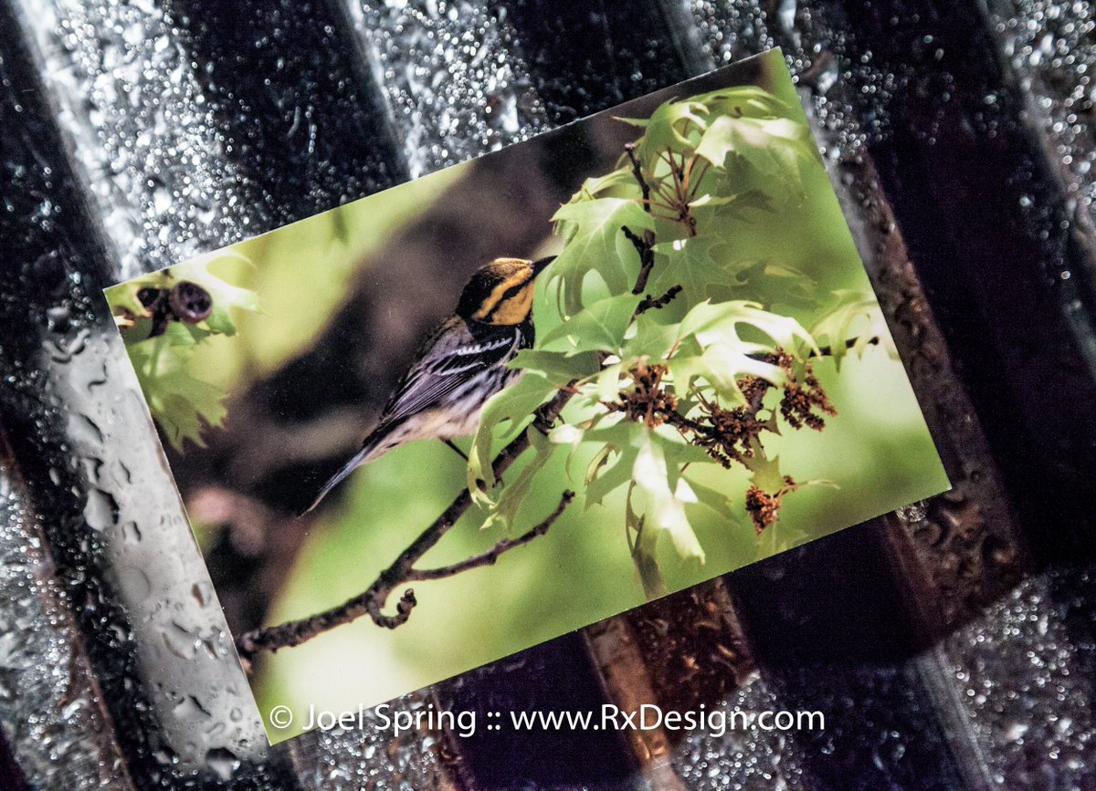 joelspring's tweet image. #Endangered Golden-cheeked Warbler @lostmaples for #TPW postcards. #rxdesign #wildlife #wildlife  #birds