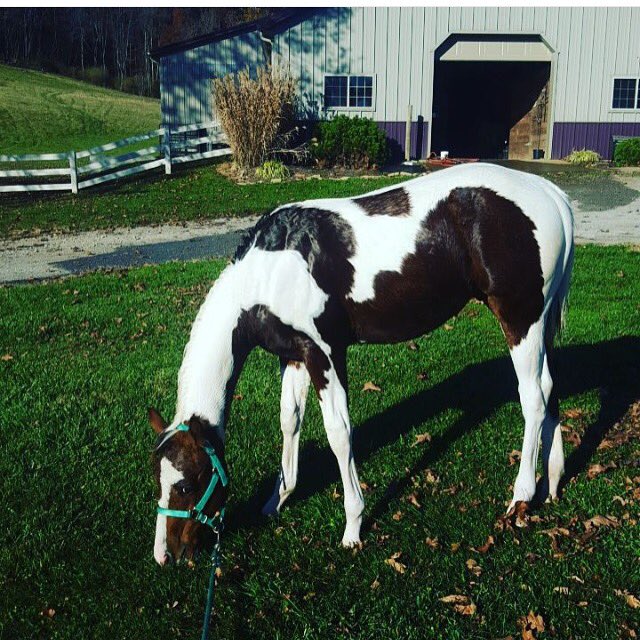 EquiFUSE's tweet photo. Love this share ! Those bright whites are stunning! #cfsshampoo #cfs #equifuse https://t.co/lCJyGu8Vya