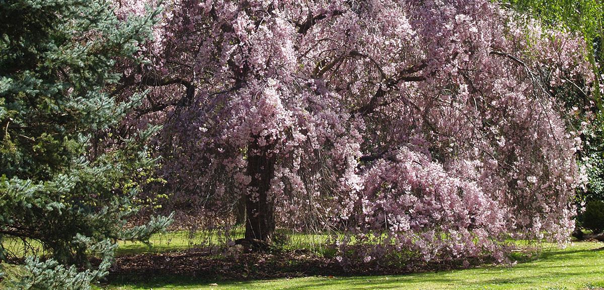 Hundreds of #trees are on National Trusts Register of Significant Trees – check it out! buff.ly/1V4F71X