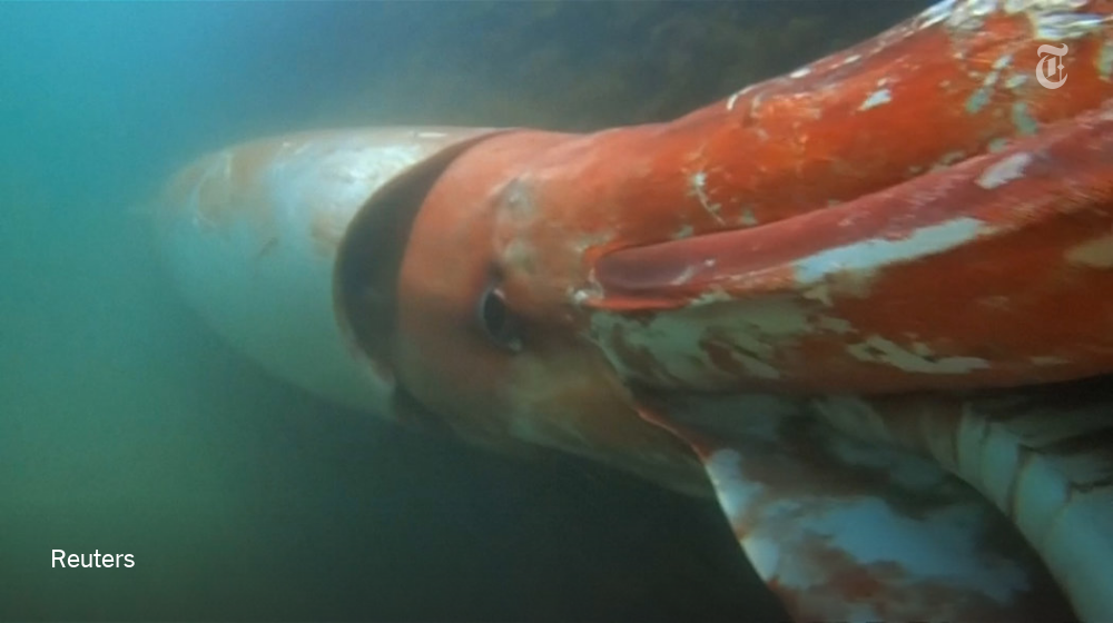 nytimes's tweet photo. The elusive giant squid gets a vivid close-up https://t.co/pgdsdOdn8E https://t.co/qSxlZdlkYo