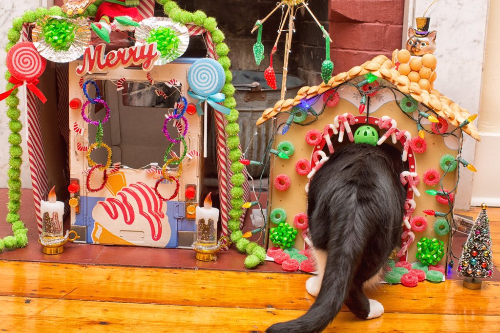 RidleyTheTuxedo's tweet photo. One more visit to my #needsmoretacky Christmas house before we pack it up! #CatsOfTwitter #cats #ridley https://t.co/kPhKUpM1Yx