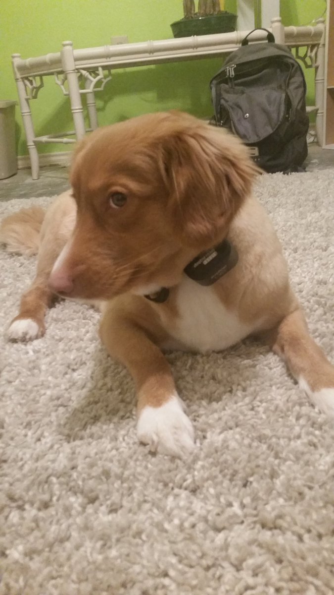 McKenzie tweet media