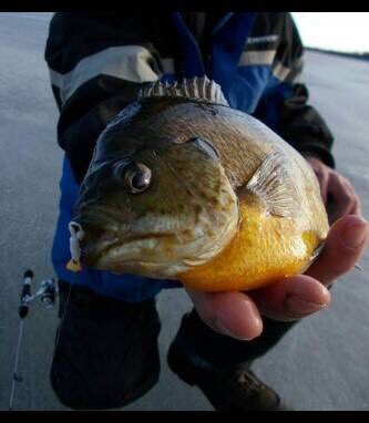 #jandscustomjigs #icefishing #bluegill #witnessthepowerofplastics