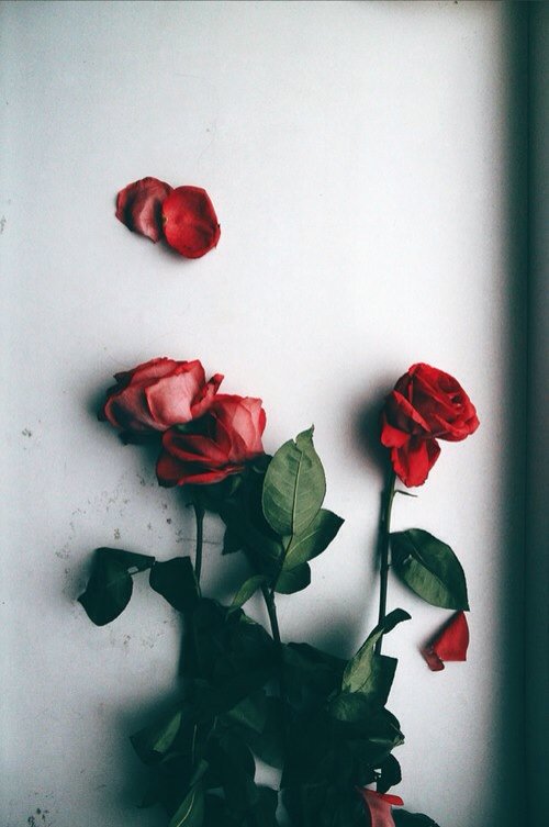 aestheticlanap's tweet photo. lana parrilla~red aesthetic https://t.co/Rs0oKMHrxx
