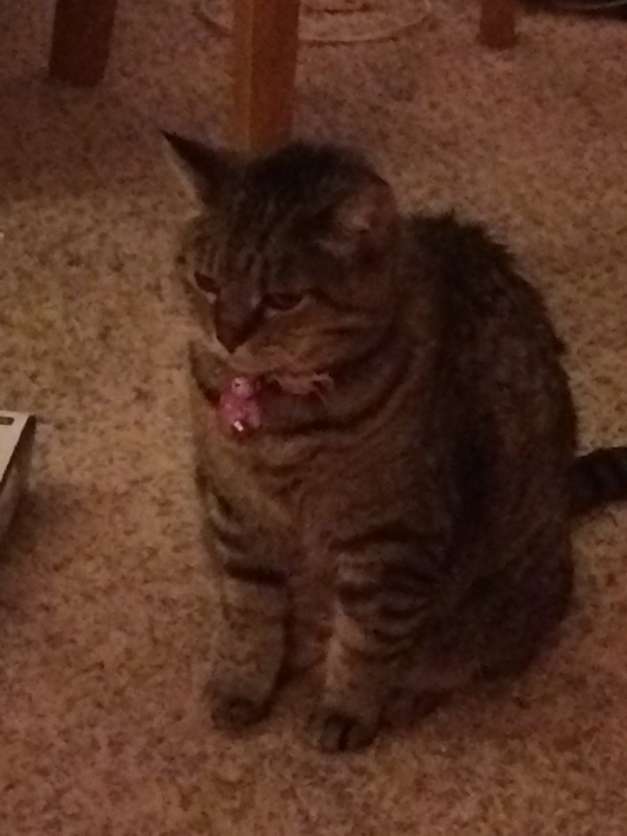 FELICIAWENDT's tweet photo. Are you more of a dog person or a c... - I have 1 cat her name is Dutchess  https://t.co/ezYIrjEubg https://t.co/ngA1cWZDHH