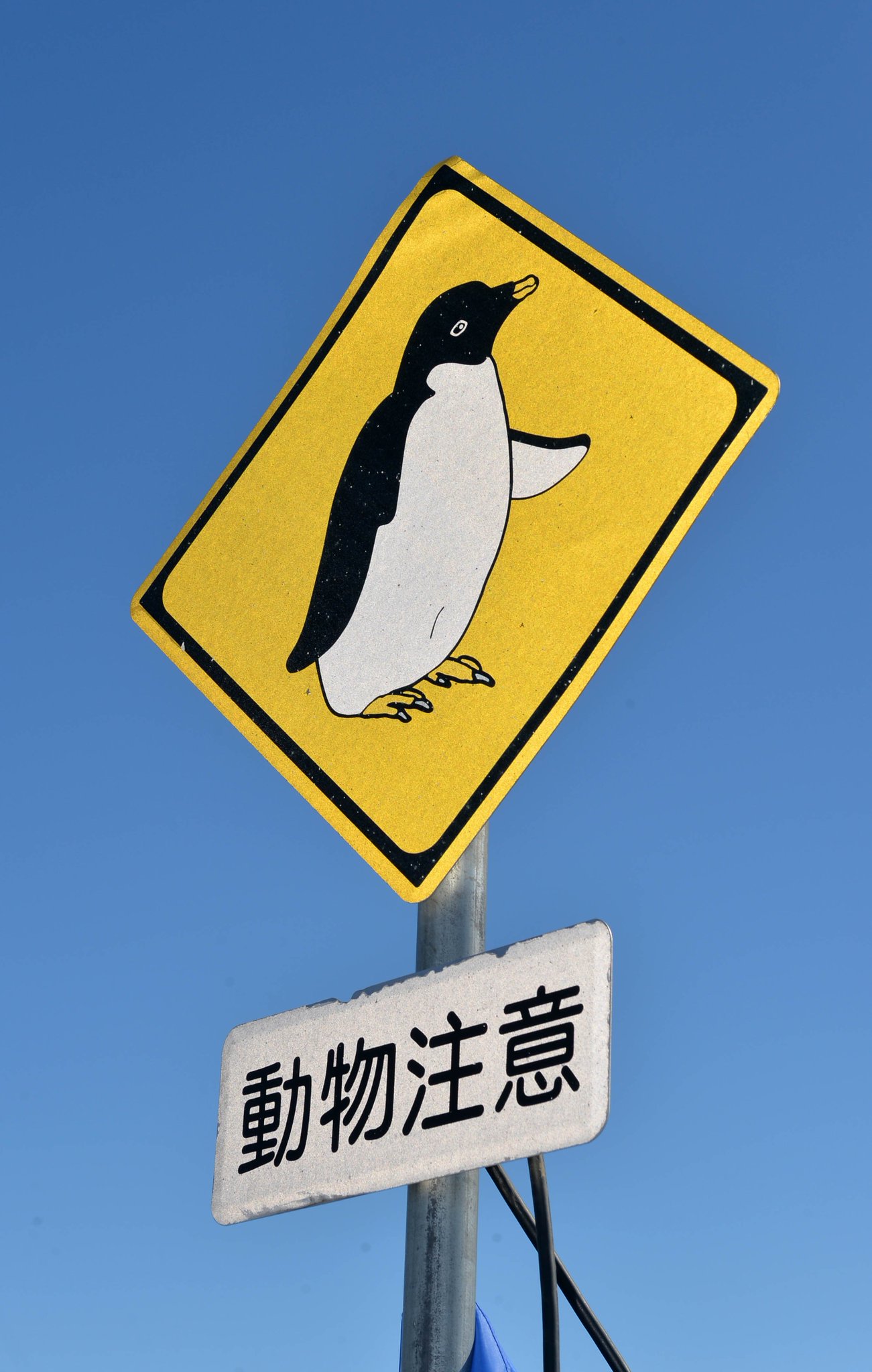 南極を切り撮る 十勝毎日新聞南極特集 南極 動物注意の看板 南極 ペンギン T Co Tqrnr5wjtv