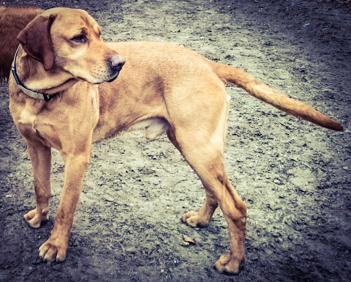 pitti 🐶🐶 🐱💻 🍺 tweet media