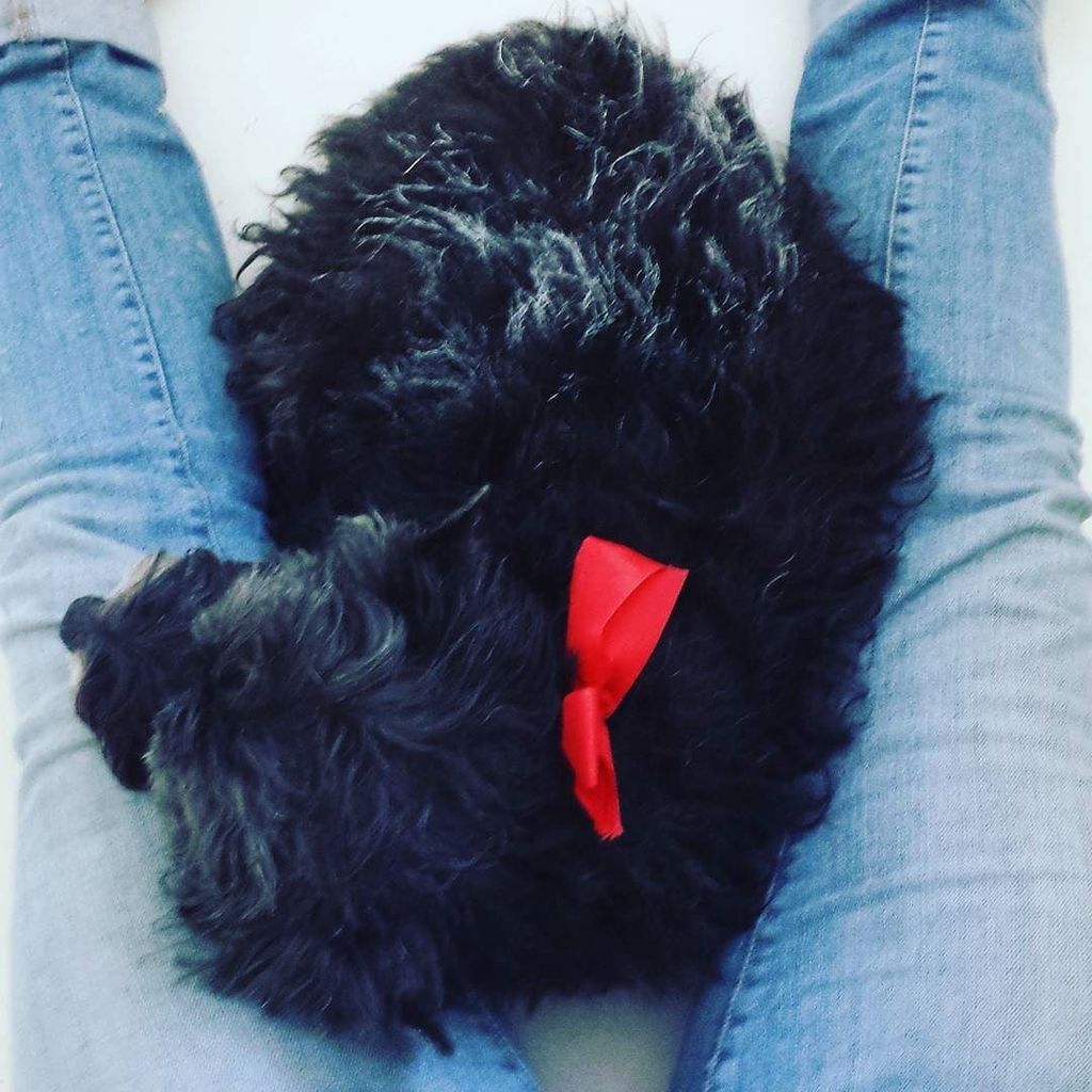rb0five's tweet photo. Someone sat against fresh paint and got a few more grey hairs #rubythedog #paintbutt https://t.co/T2wBM8eMe6 https://t.co/qhFnknL0SV