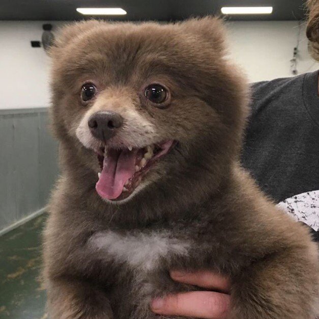 The Bear/Dog Creature That Stumped The Internet Has Been Identified