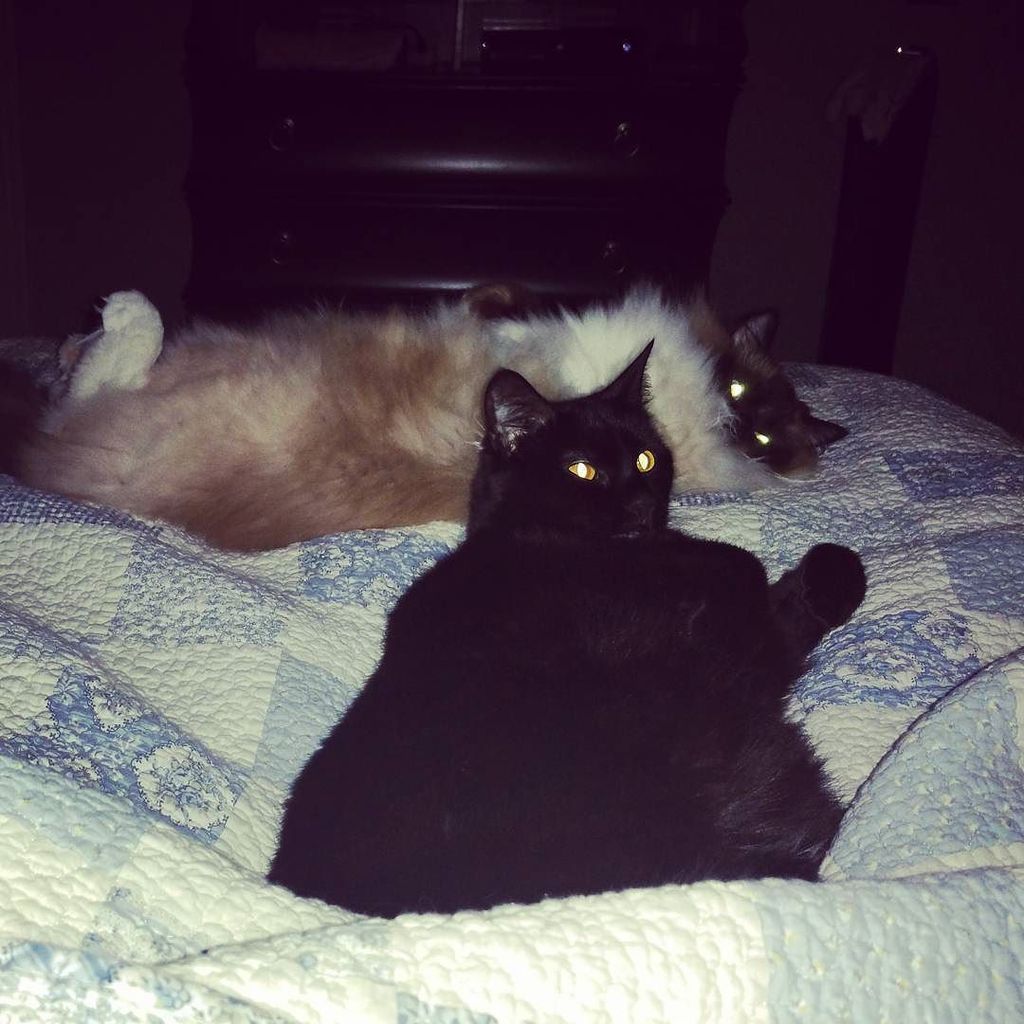 Chatchatcatcat's tweet photo. #firstpostof2016 is of course #petpics the illustrious #kyumms aka #kittyyumyums lounging with her partner the dubiโฆ https://t.co/eh5D0OX4GP