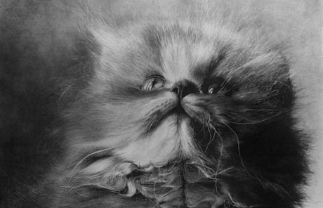 CaptainFeline's tweet image. Astonishing Pencil Art by Paul Lung - smq.tc/1IvgKpS via @inspiration_hut #cats #art