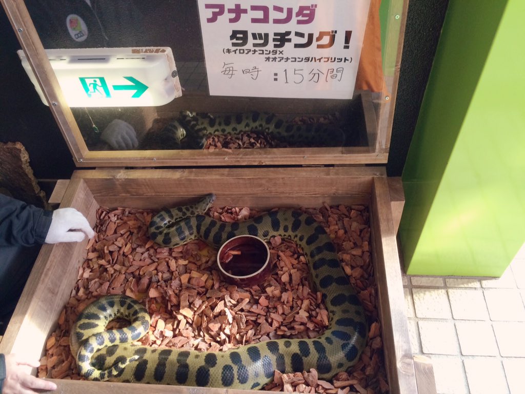 iZoo園内入ってすぐにて、アナコンダ タッチングが出来ますよ